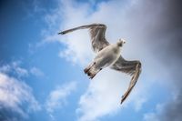 Seagull by Raphael Andres on Unsplash.com