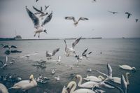 Seagulls by Patryk Sobczak on Unsplash.com